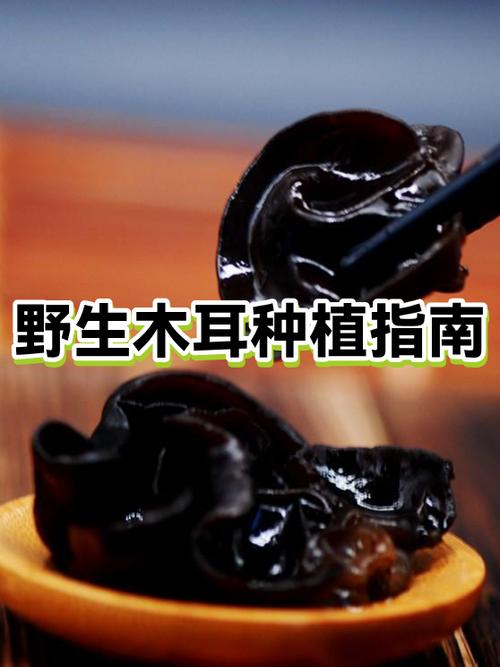 木耳种植截图