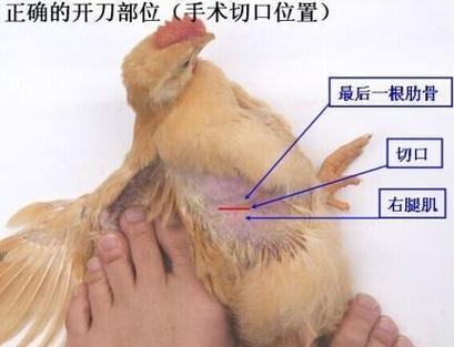 如何阉公鸡视频教学