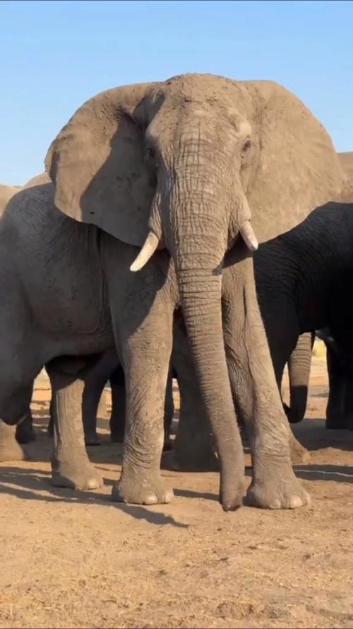 大象的图片