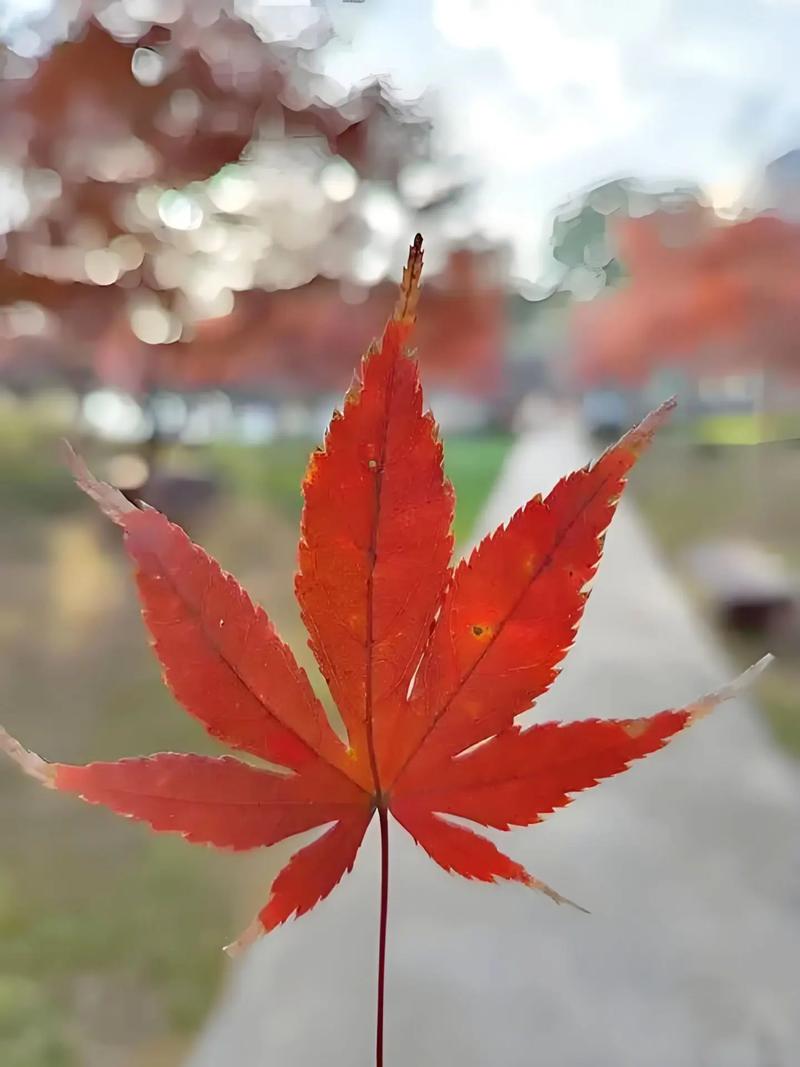 枫叶互动贺宪个人简历缩略图