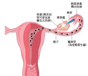 卵子和精子受孕过程截图