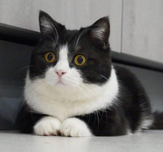 猫 奶牛