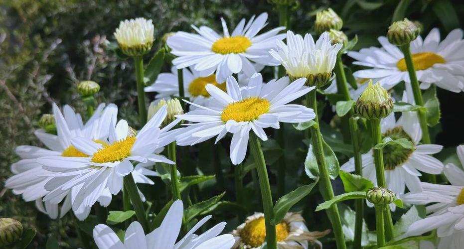 欧洲菊花品种
