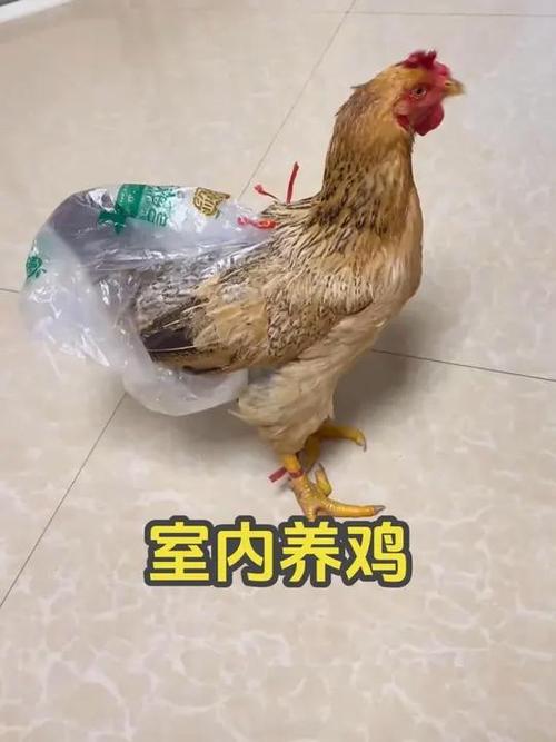 家庭养鸡的方法缩略图
