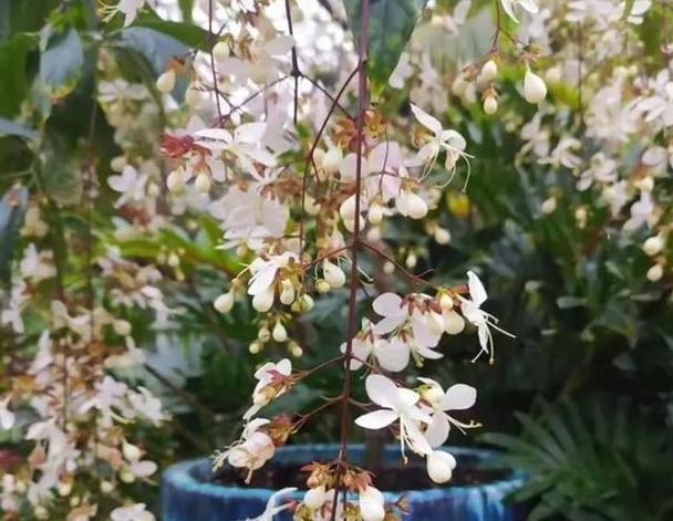 茉莉网红