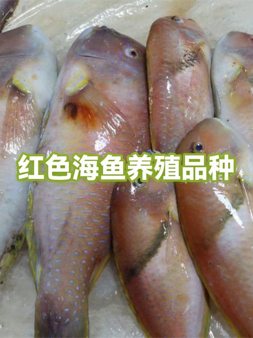 红鱼颜色变浅原因