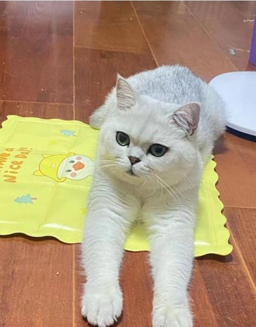 猫传腹呼吸急促怎么办