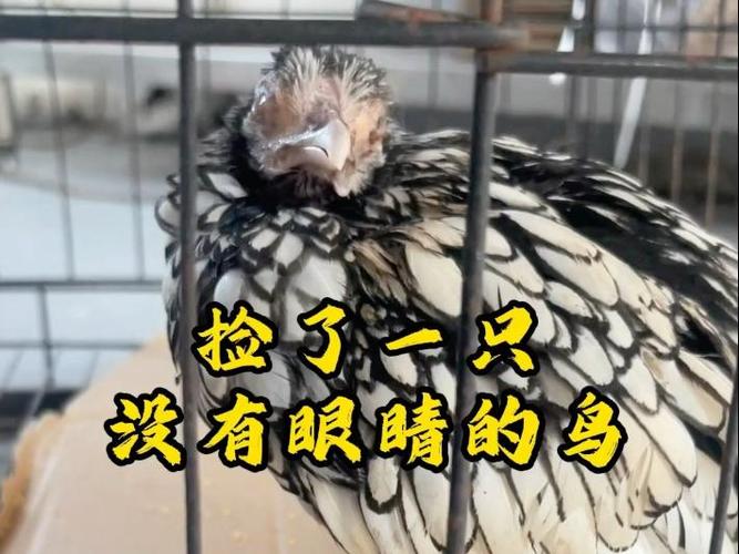 抓了一只鸟不知道什么鸟