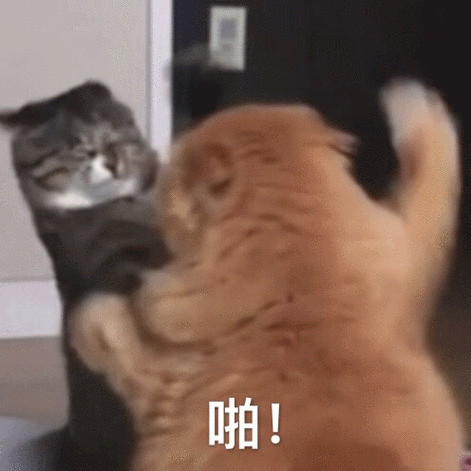 聊天动图表情包缩略图