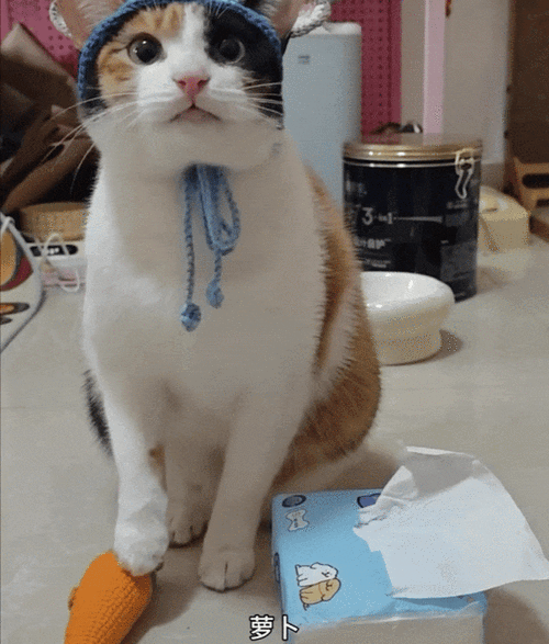 模仿猫的动作缩略图