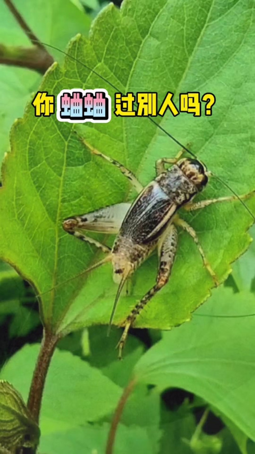 蛐蛐别人啥意思