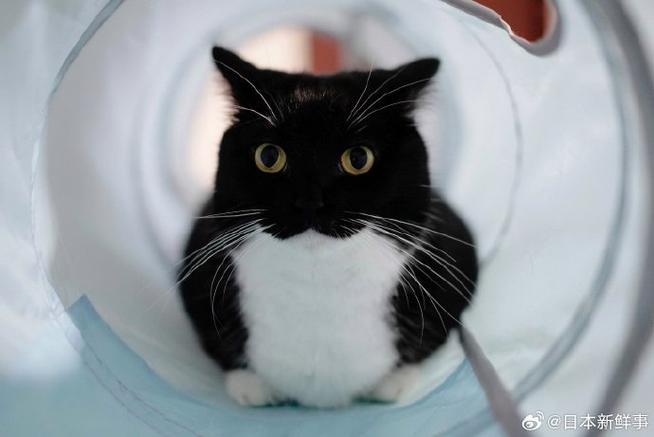日本很有名的猫
