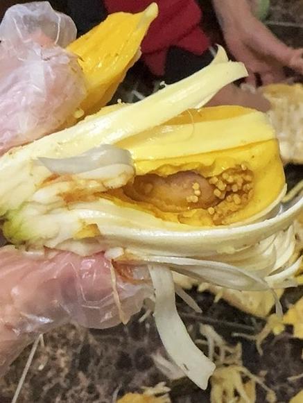 菠萝蜜的皮能吃吗