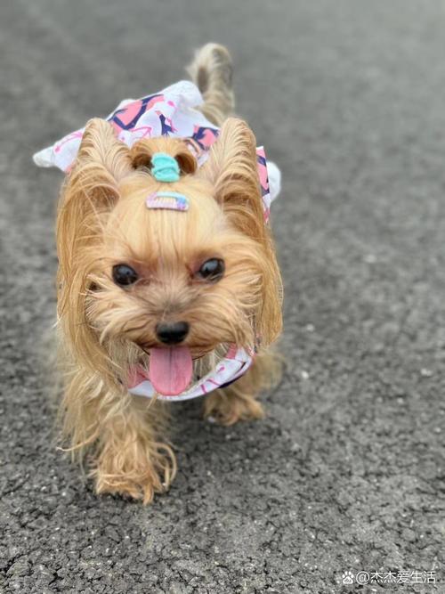 小布丁犬是什么品种图标