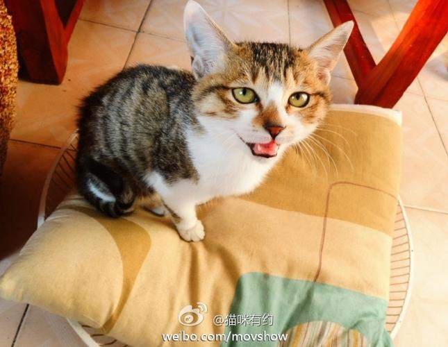 猫咪有约论坛