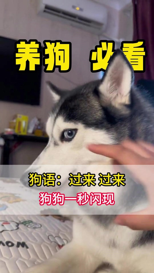 用狗语说过来