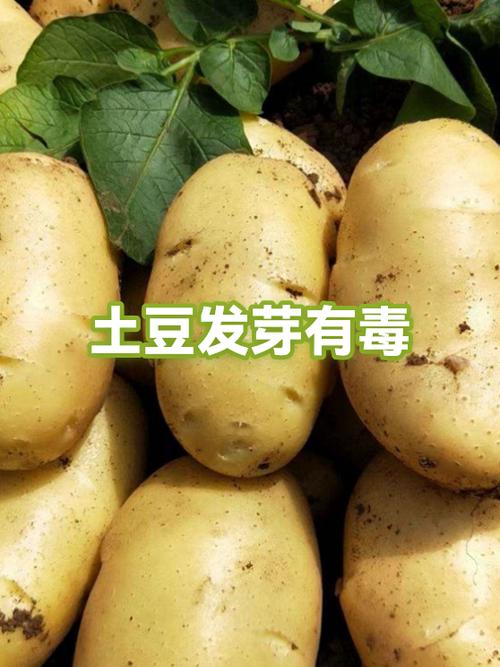 土豆发芽毒性有多大截图
