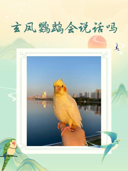 玄凤鹦鹉 会说话图标
