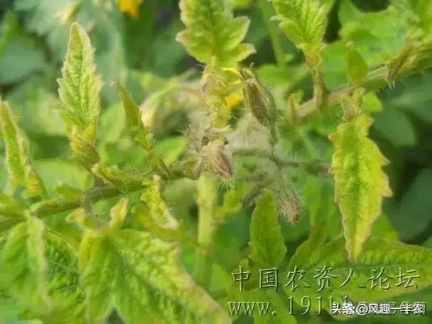 番茄花叶病毒