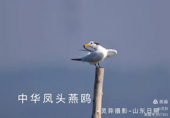 古诗中的鸥鸟
