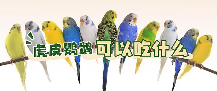 虎皮鹦鹉一般养几只图标