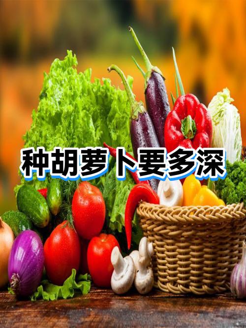 萝卜虽小长在背上