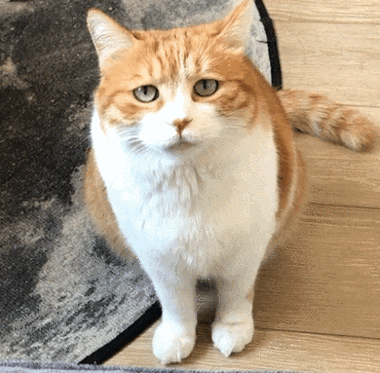 网上很火的橘猫表情包动图