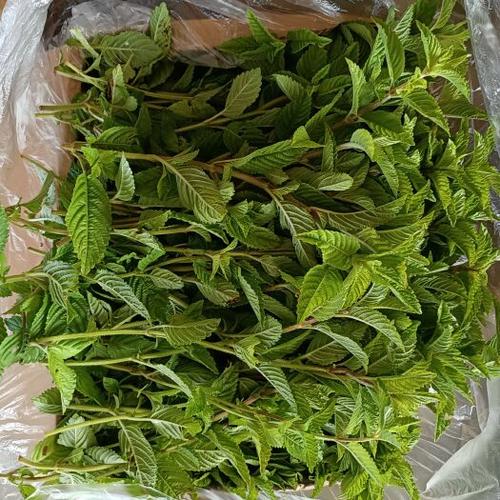 烧仙草的草长什么样子