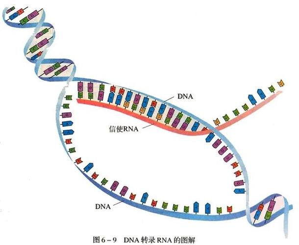 生物不破坏指令