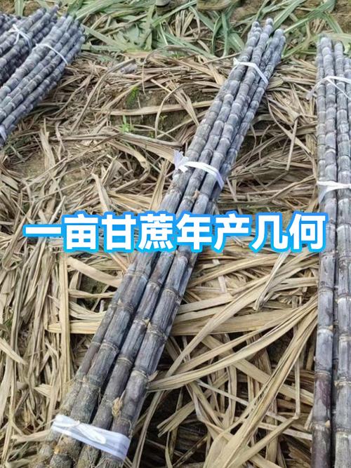 糖甘蔗一亩一般产量是多少