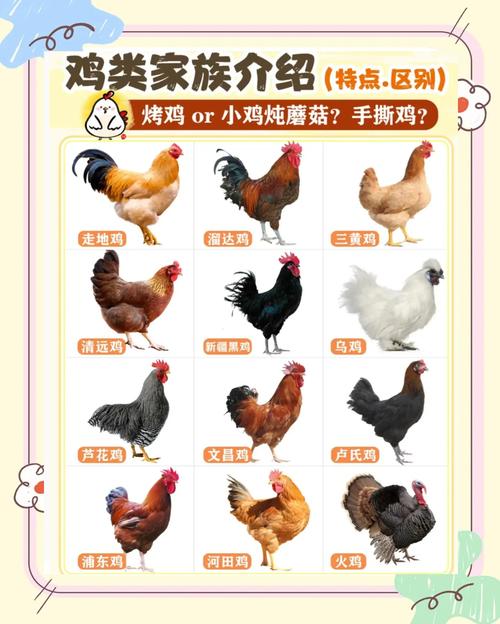 哪个和菜鸡一样不用花钱的