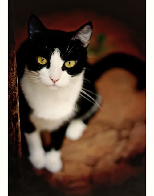 怎么判断奶牛猫是不是纯种猫