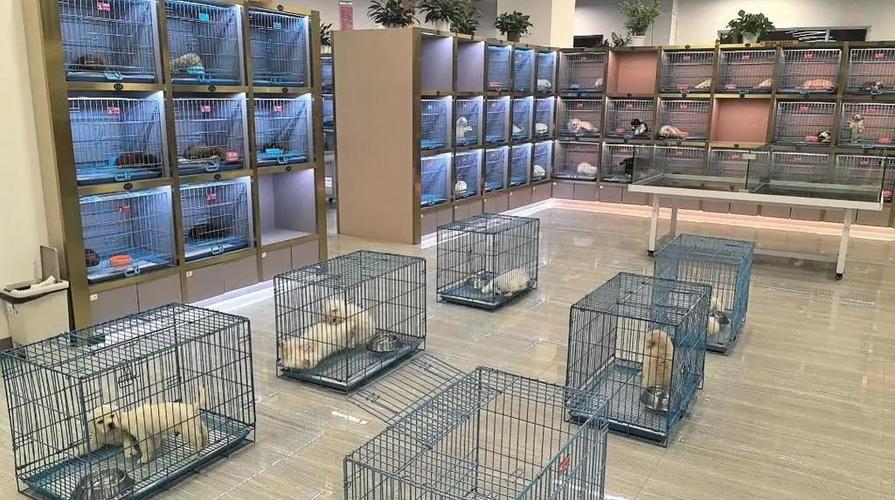 宠物市场游戏截图