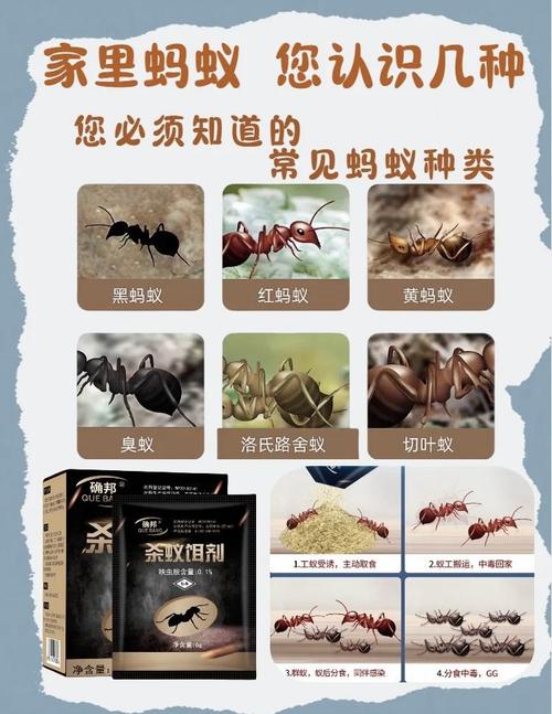 聚蚁分享