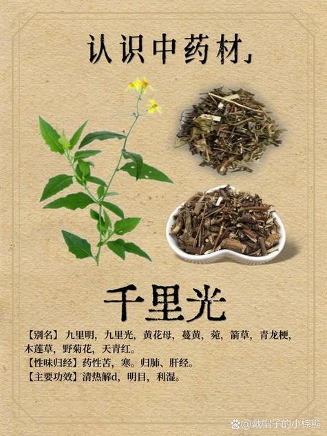 千里光是啥中药