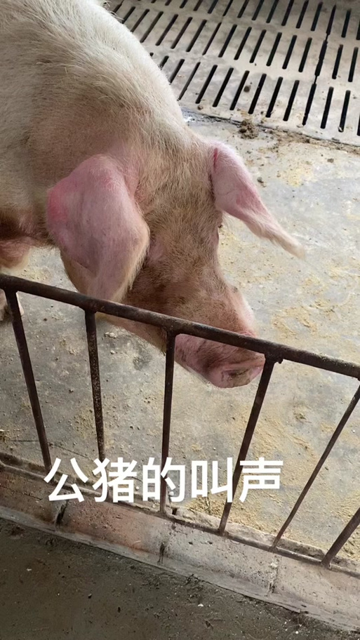 唤猪的声音