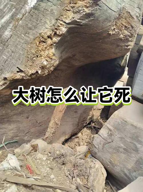 大树怎么才能彻底根除