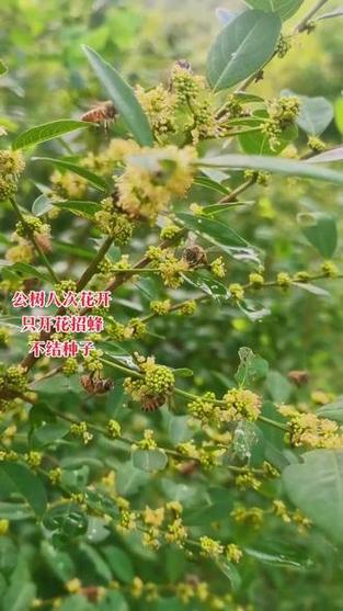 一叶萩一年开8次花吗?