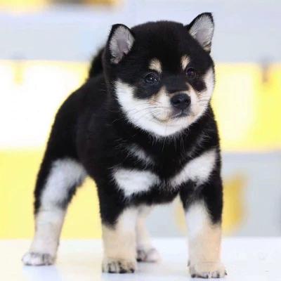 小土狗幼犬怎么养