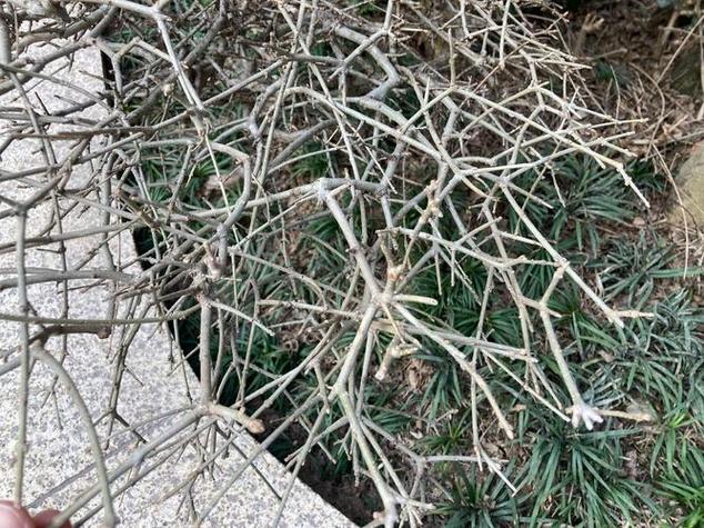 节节树节节高节节树上带缨帽
