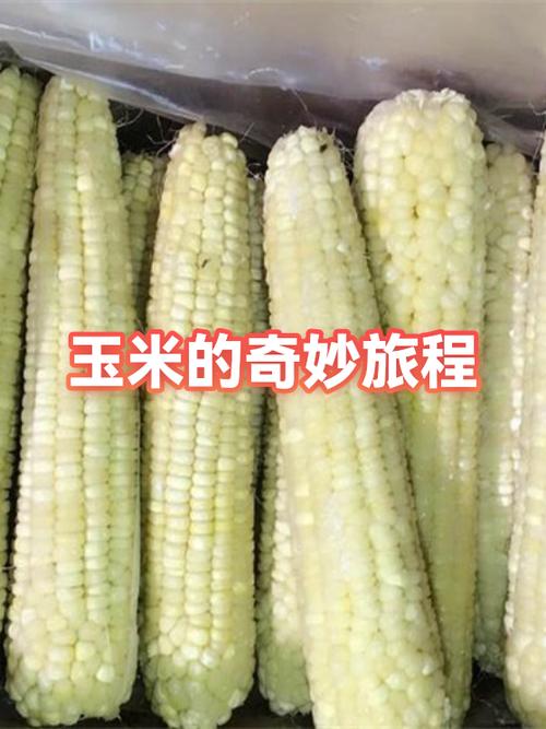 摆摊10元5根玉米挣钱吗