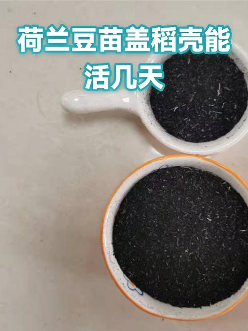 荷兰豆豆苗的种植方法截图