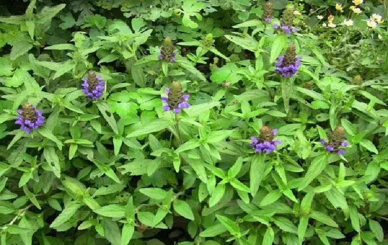 夏枯草能治肺结节吗