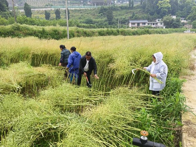 fs18模拟农场油菜籽怎么收割