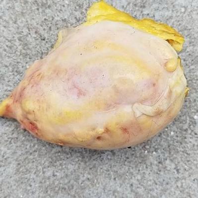 舱鹅宝
