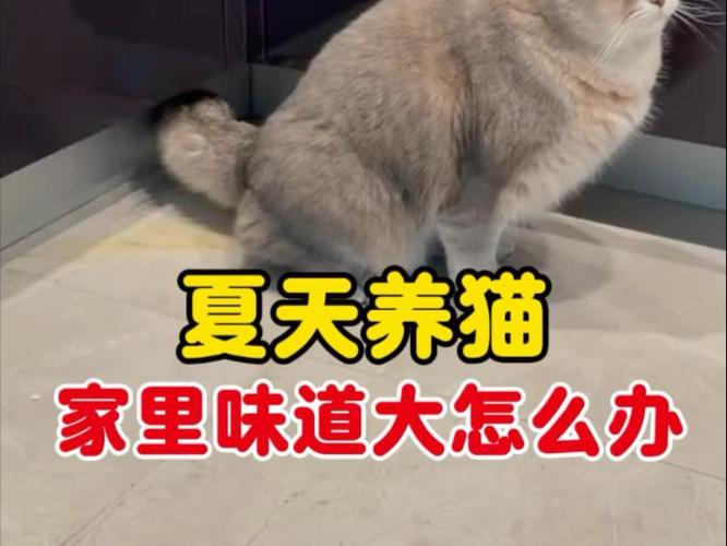 养猫后家里味道太大怎么处理