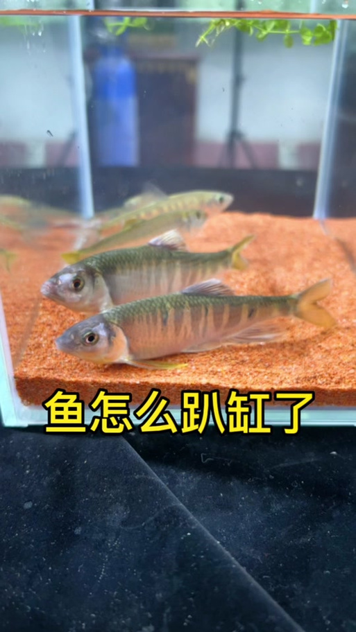 趴缸底的鱼怎么治