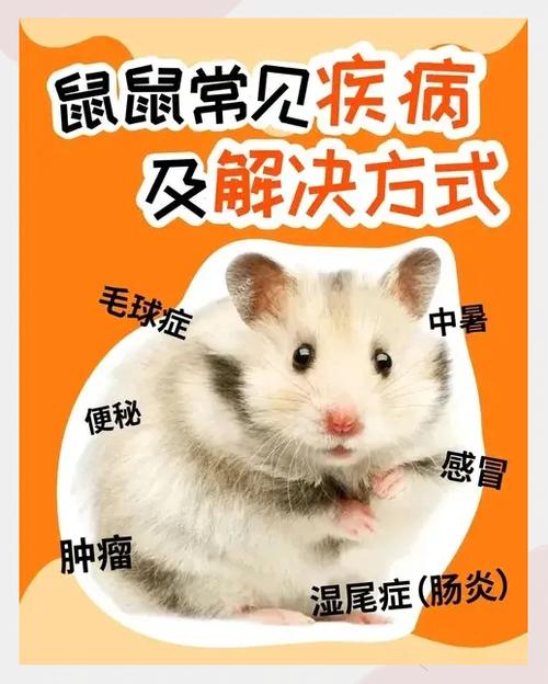 仓鼠几个月成年