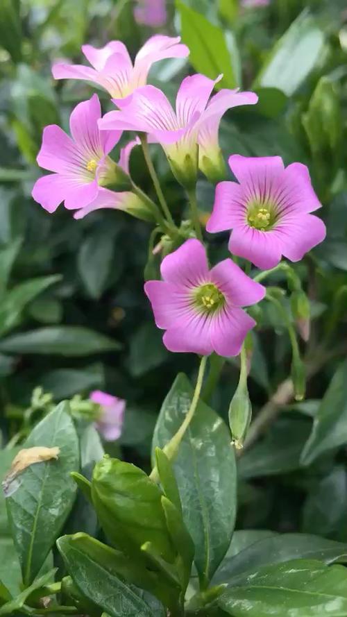 野花家花哪个好