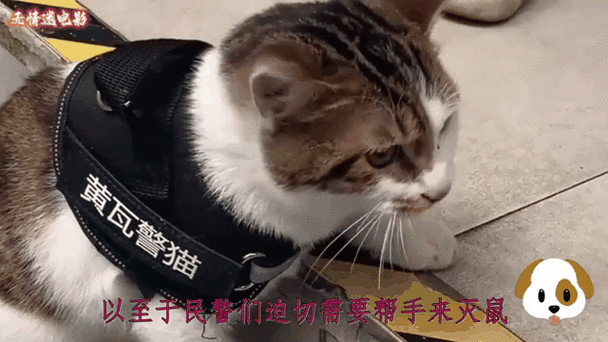 小猫丢失可以找警察调解吗